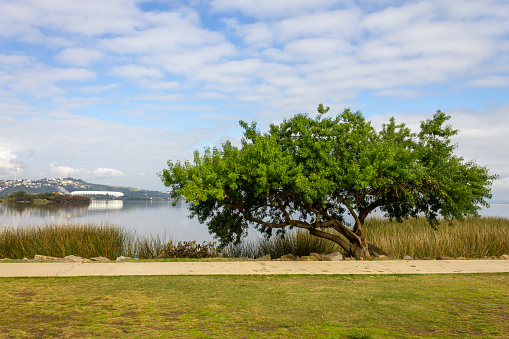 Tree in Guaiba lake shore with buildings and Stadium in background, Porto Alegre, Rio Grande do Sul, Brazil
