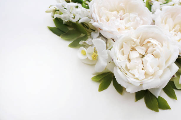 istock Delicate blooming festive white roses on light background, blossoming flowers soft pastel frame 1324598012