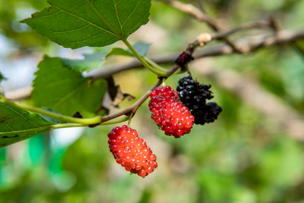 istock The fruit of black mulberry 1324600494