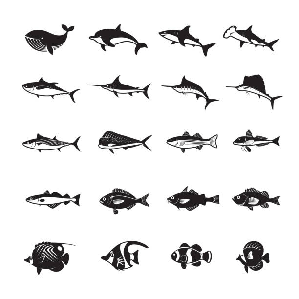 Fish species icons Fish species icons vector illustration. grouper stock illustrations