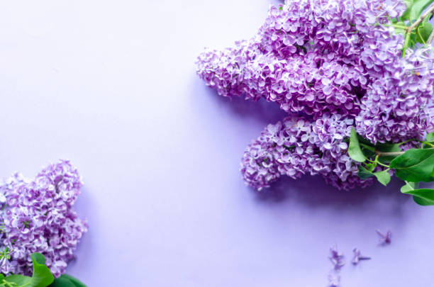 istock lilac flowers on purple background, free space 1324602262