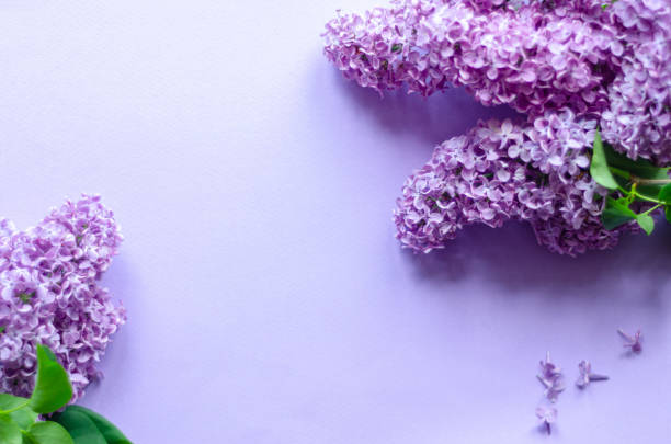 istock lilac flowers on purple background, free space 1324602265