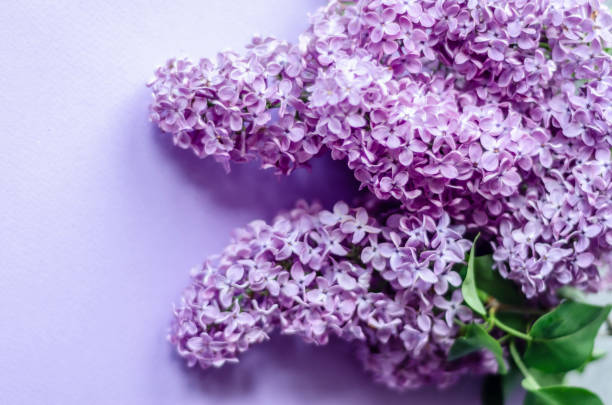 istock lilac flowers on purple background, free space 1324602266