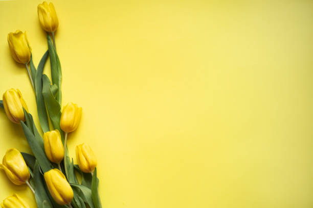 istock Group of yellow tulips on yellow background with copy space 1324602290