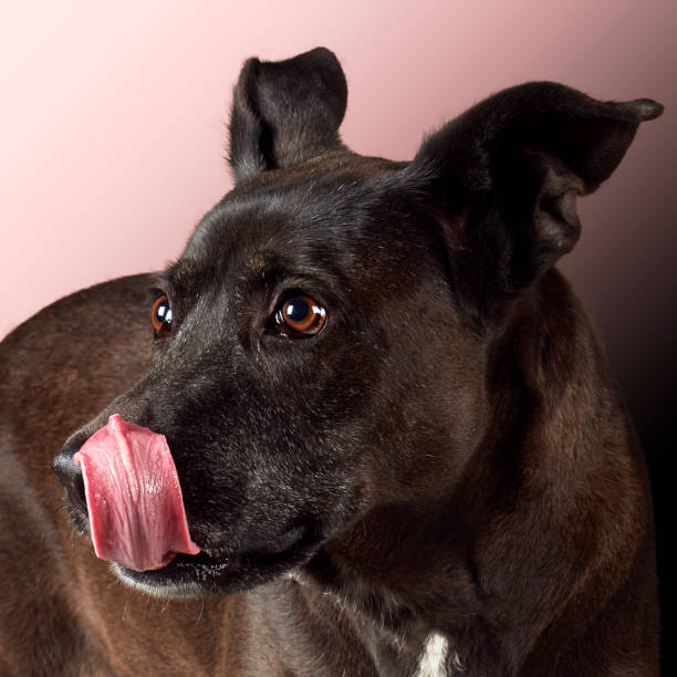 retrato en primer plano del perro sobre fondo rosa - perro peruano fotografías e imágenes de stock