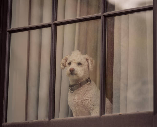 istock beautiful dog house look cute 1324602805