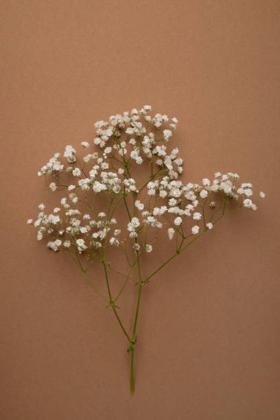 istock Dry flower branch on a light brown background. Trend, minimal concept 1324603451