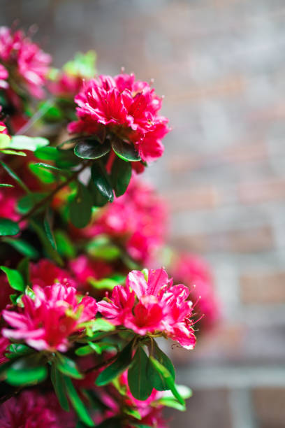 istock Spring Flowers Floral Season Magenta 1324603614