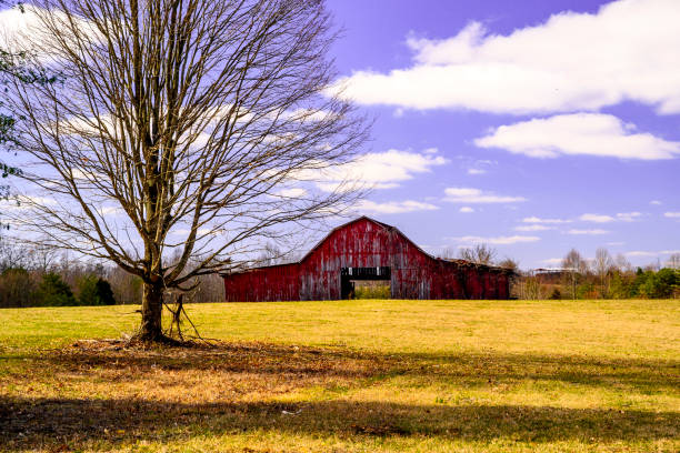 istock A barn in a field in Tennessee in the winter. 1324604122