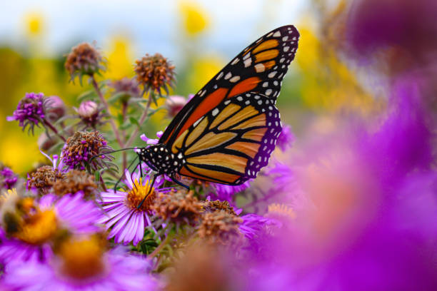 istock A monarch butterfly chilling on vibrant purple flowers 1324604326