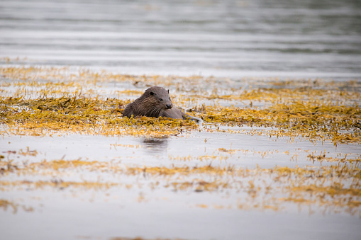 a Eurasian Otter sat on Seaweed in Isle of Mull, Scotland, United Kingdom