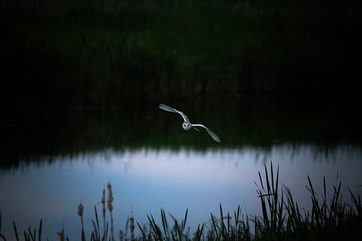 A barn owl bird flying above water at dusk in Westhay, England, United Kingdom