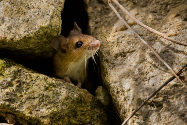 A wood mouse peeking out of a stone wall