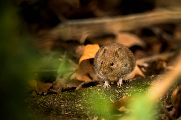 istock A bank vole sat on a log on the forest floor 1324605029
