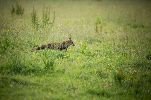 A Fox running through long grass in Bovey Tracey, England, United Kingdom