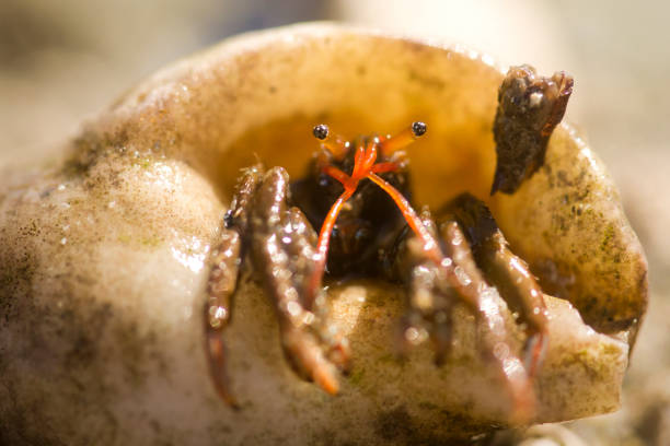 A hermit crab emerging from its shell A hermit crab emerging from its shell in Marazion, England, United Kingdom marazion photos stock pictures, royalty-free photos & images