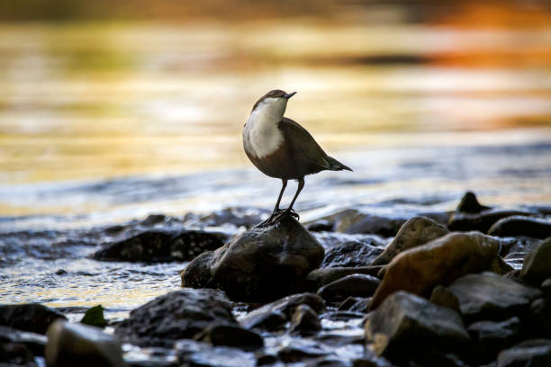 A dipper bird stood on rocks on a river in Bovey Tracey, England, United Kingdom