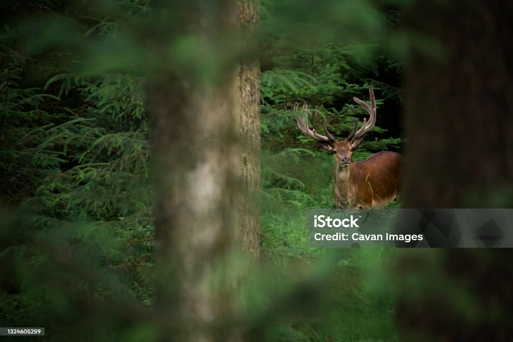 A red deer stag deep within a forest A red deer stag deep within a forest in Princetown, England, United Kingdom Animals In The Wild Stock Photo