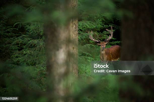 A Red Deer Stag Deep Within A Forest Stock Photo - Download Image Now - Animals In The Wild, Landscape - Scenery, Stag