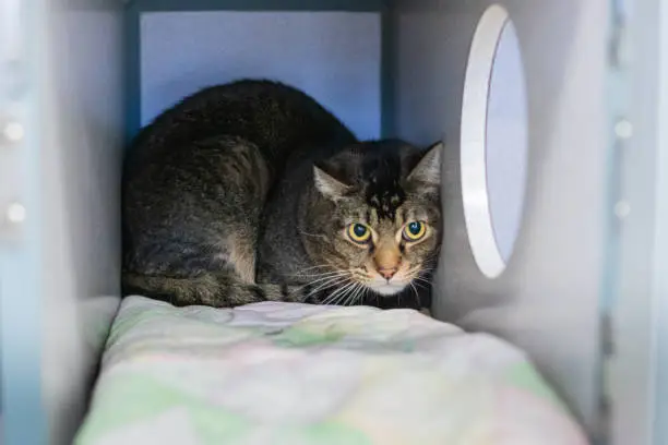 Shy Frightened Cat Hides in a Kennel at Animal Rescue Shelter in Grass Valley, CA, United States
