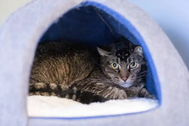 Shy Nervous Tabby Cat Stares while Hiding in the Back of a Cat House in Grass Valley, CA, United States