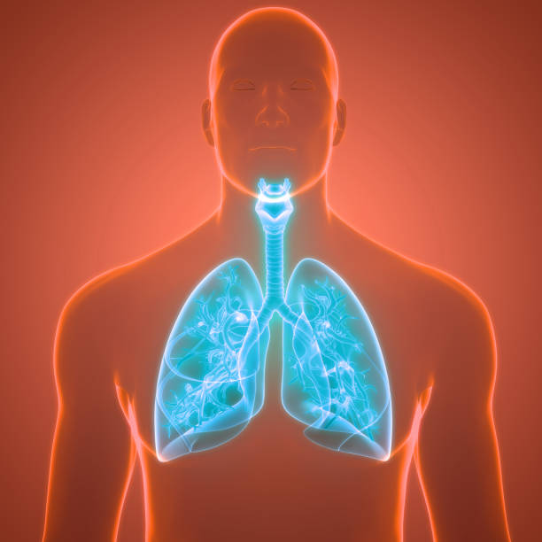 istock Human Respiratory System Lungs Anatomy 1324606567