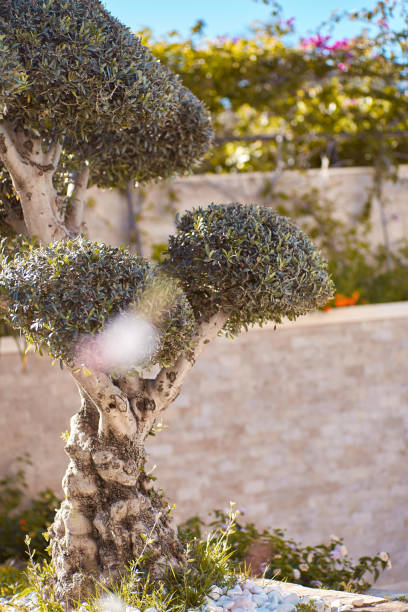 Environmental art: decorative tropical tree with sunlight. Decorative arrangements: exotic plants. travel and resort concept