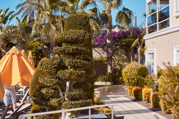 Environmental art: decorative tropical tree with sunlight. Decorative arrangements: exotic plants. travel and resort concept