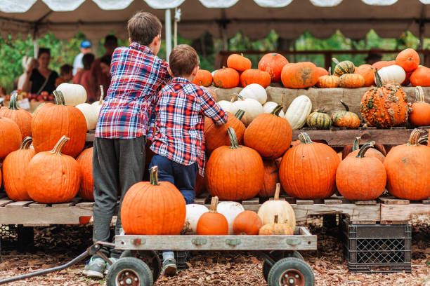 kids on a harvest festival at farm children pick pumpkins at the farmers market. Copy space traditional festival stock pictures, royalty-free photos & images