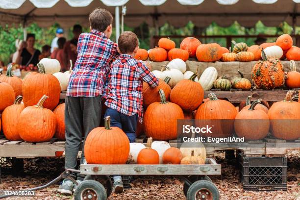 Kids On A Harvest Festival At Farm Stock Photo - Download Image Now - Autumn, Traditional Festival, Pumpkin Patch