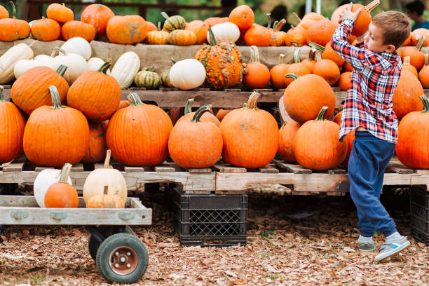 niño en un festival de la cosecha en la granja. - squash pumpkin orange japanese fall foliage fotografías e imágenes de stock