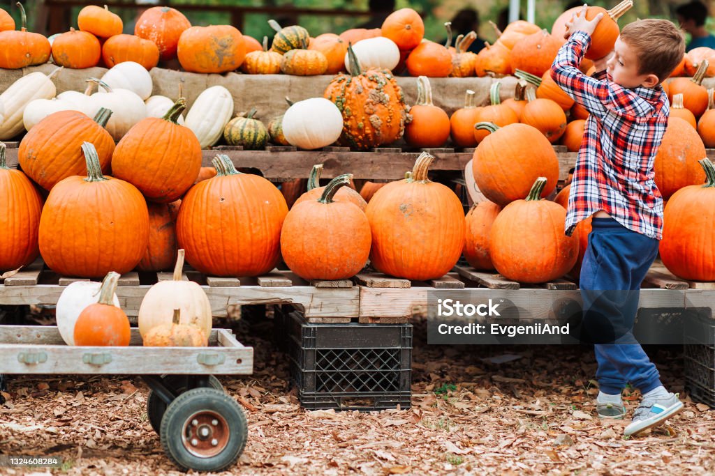 kid on a harvest festival at farm. boy picks pumpkin at the farmers market. The person in motion, defocused. Copy space Pumpkin Patch Stock Photo