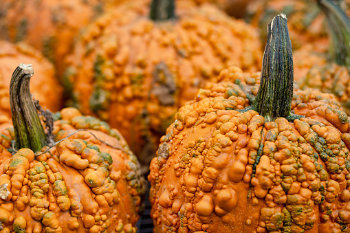 Close-up on a stack of various Cucurbits on a market stall.