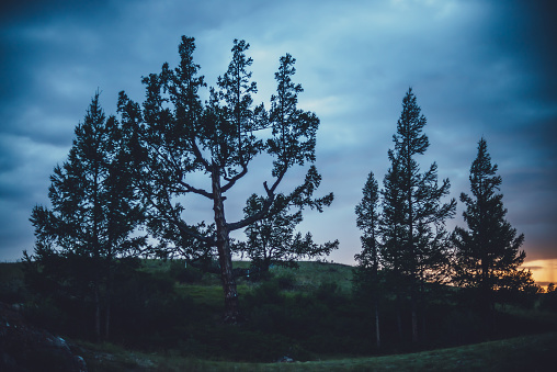 Dramatic scenery with few beautiful trees on hill on background of dark blue cloudy sky. Scenic nature landscape with cedar and larches in dusk. Group of coniferous trees of unusual shape in twilight.