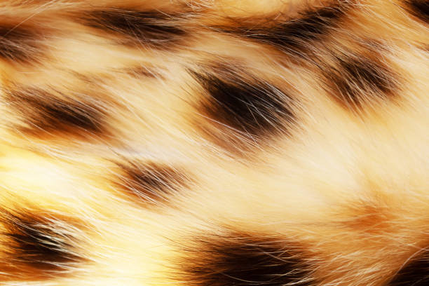 Cat fur of bengal cat texture background. Close-up. Spoted cat.