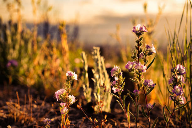Atacama Desert