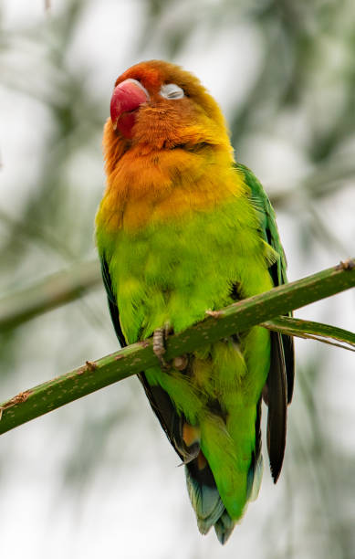 istock A lovebird closed its eye standing on bamboo sleeping 1324611586