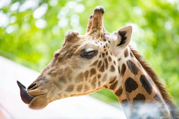 The giraffe is an African artiodactyl mammal, the tallest living terrestrial animal and the largest ruminant.