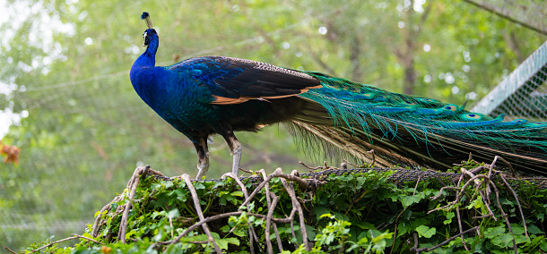 Beautiful peacock on the tree in Sri Lanka