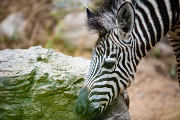 Zebras (subgenus Hippotigris) are African equines with distinctive black-and-white striped coats. Zebra stripes come in different patterns, unique to each individual. Several theories have been proposed for the function of these stripes, with most evidence supporting them as a form of protection from biting flies.