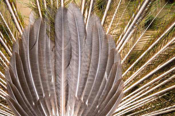istock A peacock displaying its train, backside view of the feather look like. 1324612413