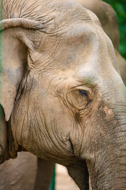 istock Close up portrait of an elephant head 1324612573