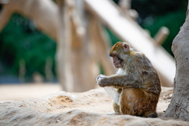 Macaques are principally frugivorous (preferring fruit), although their diet also includes seeds, leaves, flowers, and tree bark. Some species.Macaques are found in a variety of habitats throughout the Asian continent and are highly adaptable. Certain species have learned to live with humans and have become invasive in some human-settled environments. Macaques can be a threat to wildlife conservation as well as to human well-being via carrying transmittable and fatal diseases.