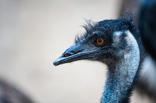 The emu (Dromaius novaehollandiae) is the second-largest living bird by height, after its ratite relative, the ostrich. It is endemic to Australia where it is the largest native bird and the only extant member of the genus Dromaius. The emu's range covers most of mainland Australia.