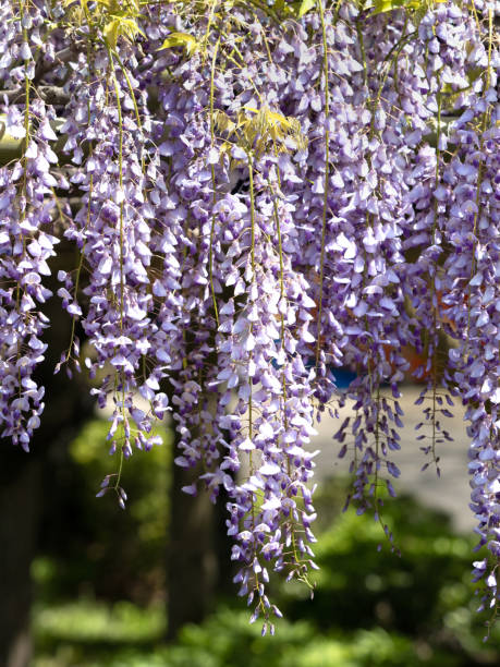 istock Wisteria flowers 1324615533