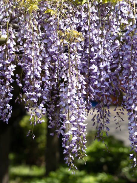 istock Wisteria flowers 1324615534