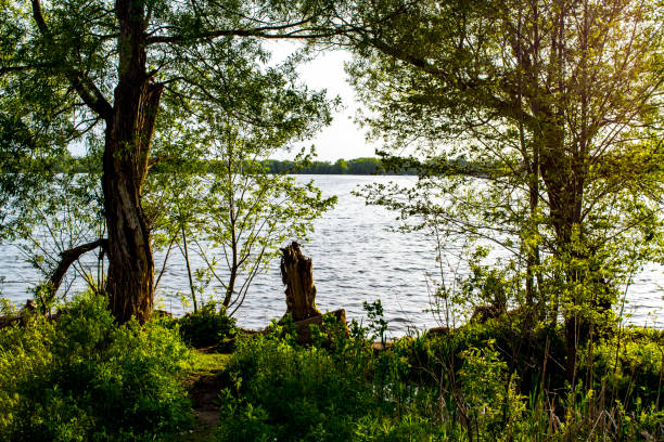 istock Trees By Lake Against Sky During 1324617476