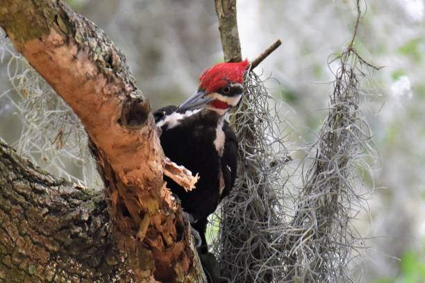 dzięcioł - pileated woodpecker animal beak bird zdjęcia i obrazy z banku zdjęć