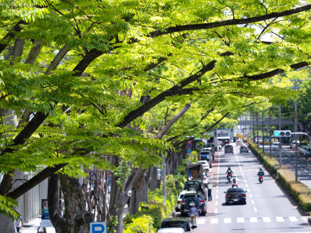 Fresh green Omotesando, Tokyo