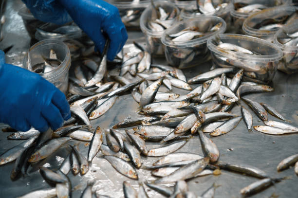 istock Manual placement of sprat in a plastic jar 1324622648